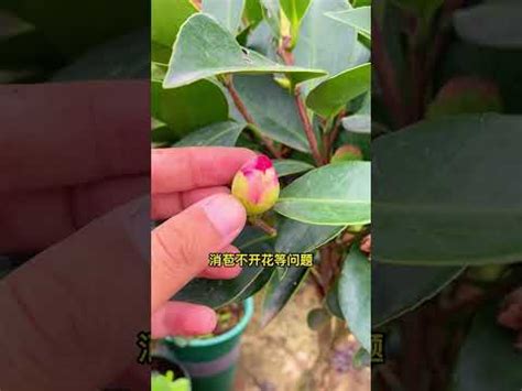 茶花風水|茶花風水大師：5招化煞增運